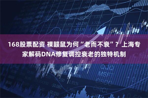 168股票配资 裸鼹鼠为何“老而不衰”？上海专家解码DNA修复调控衰老的独特机制